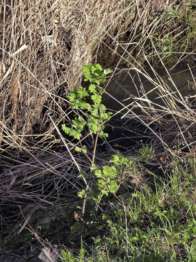 Crataegus