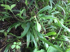 Pseudoxyops perpulchra