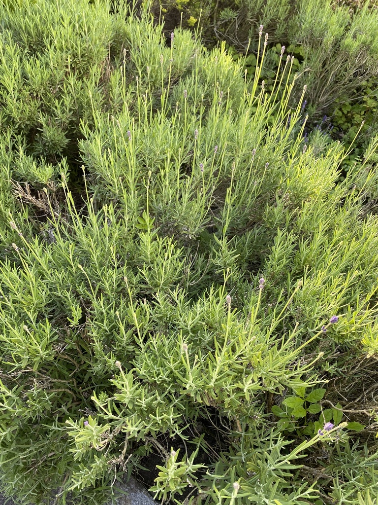 Lavandula