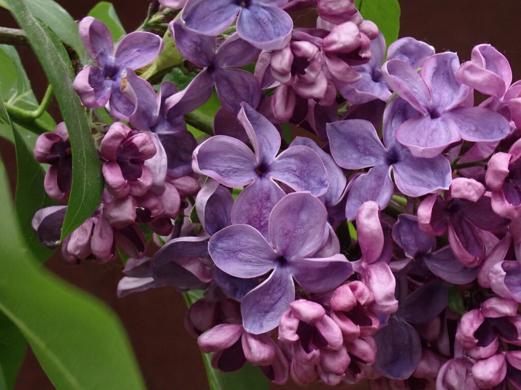 Syringa