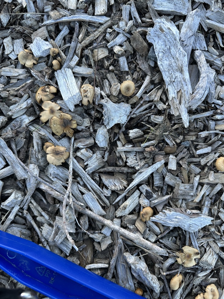 Psilocybe subaeruginosa · May 2025 · photo: © marmalade101 (iNaturalist, cc0)
