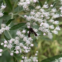 Carmenta pyralidiformis