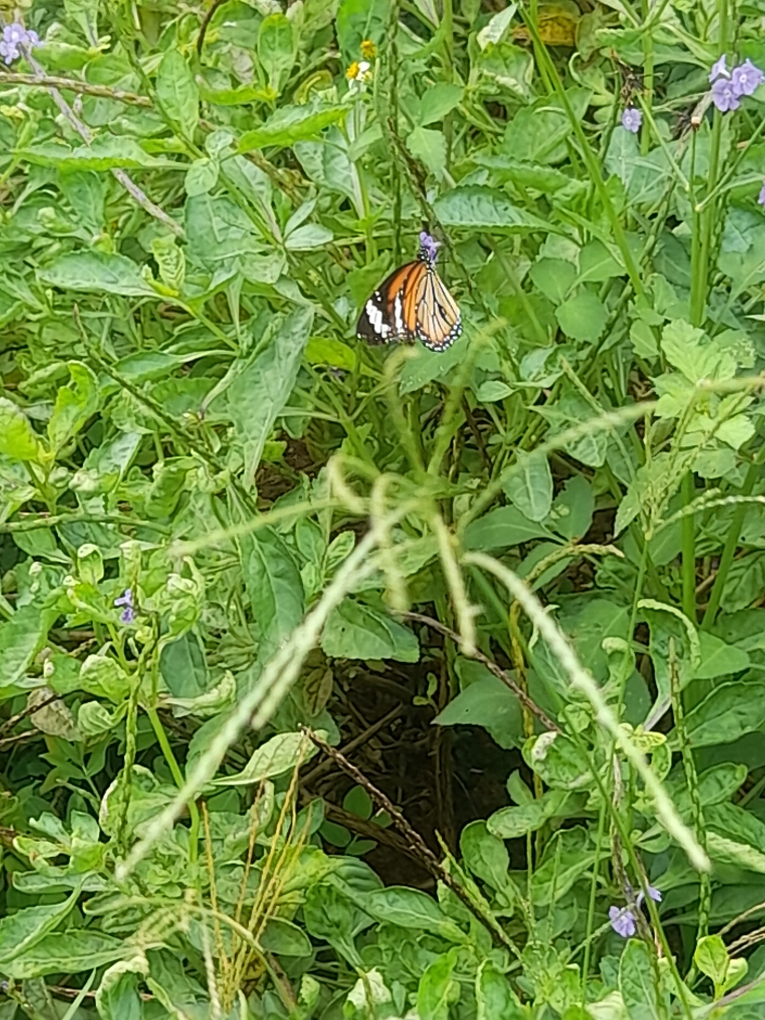 Striped Tiger