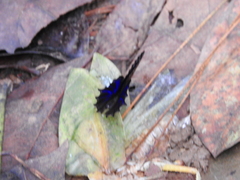 Ptychandra lorquinii