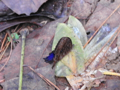 Ptychandra lorquinii