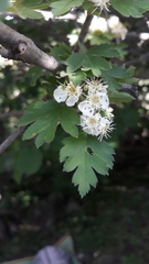 Crataegus pentagyna