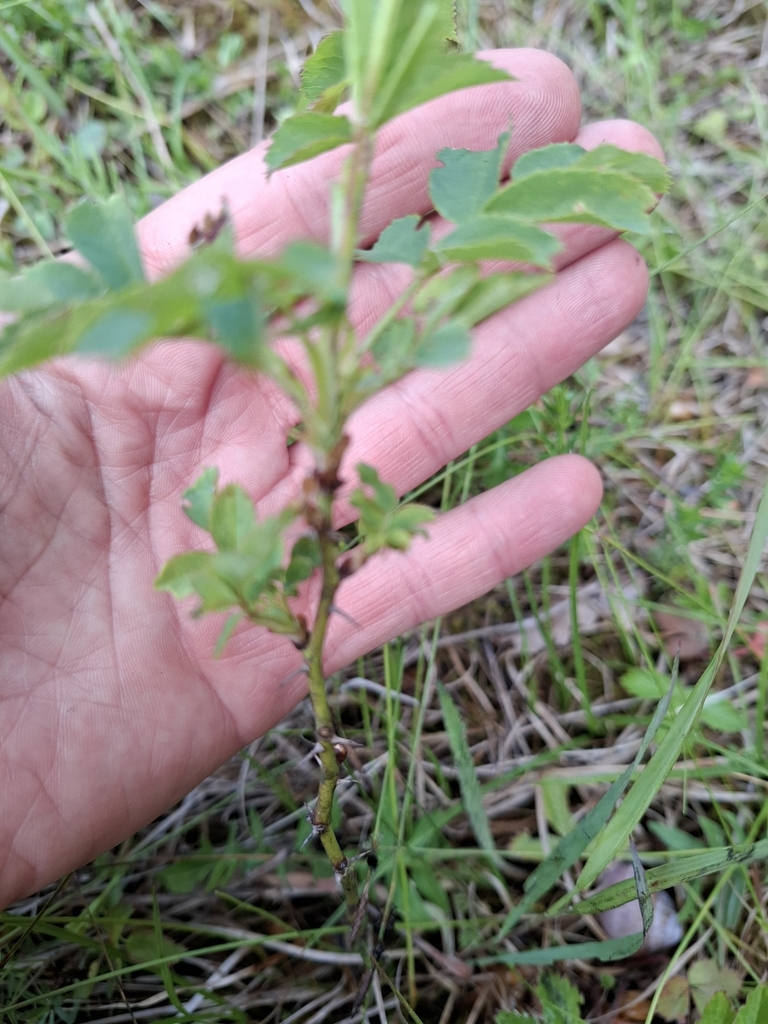 Rosa canina