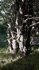 Crataegus pentagyna