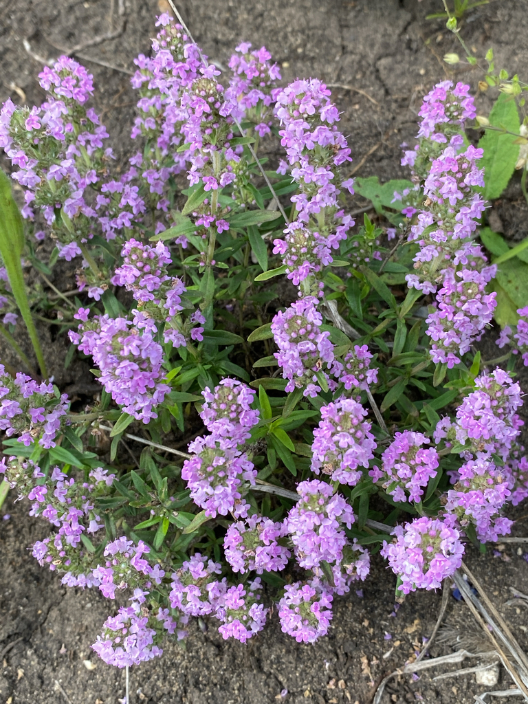 Thymus