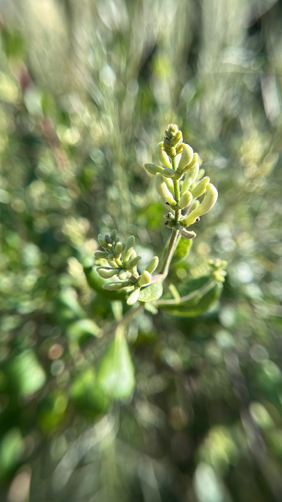 Lonicera