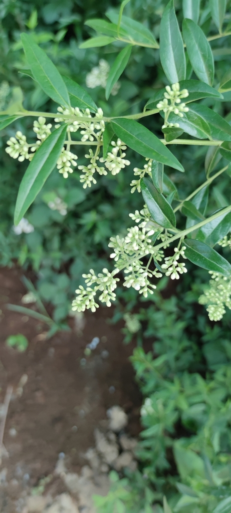 Ligustrum