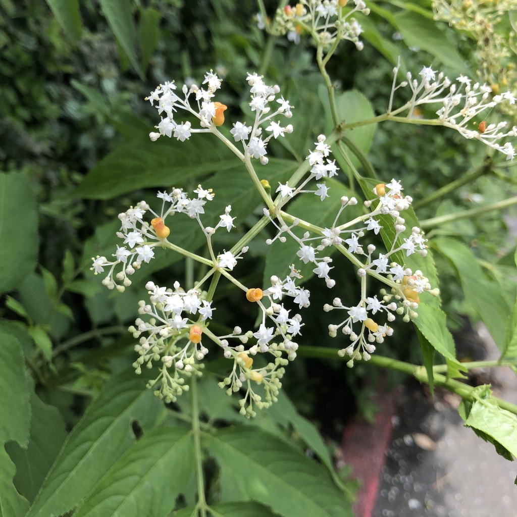 Sambucus