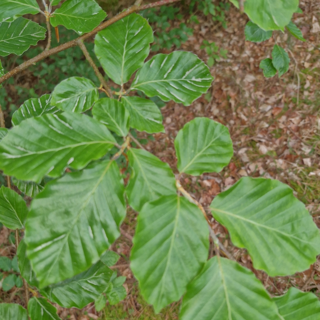 Fagus