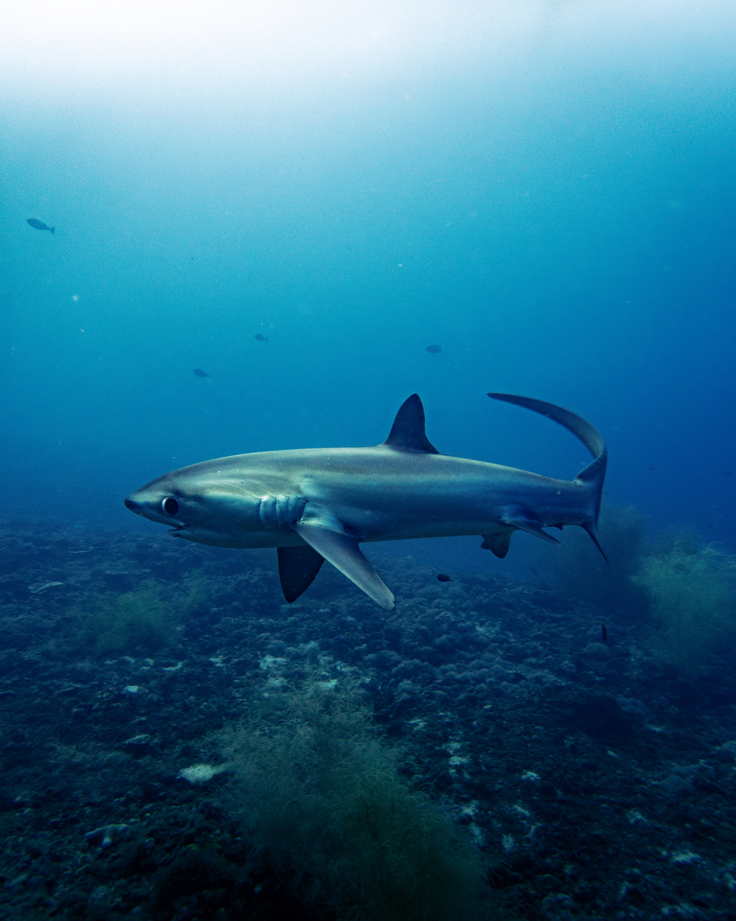 Fox shark