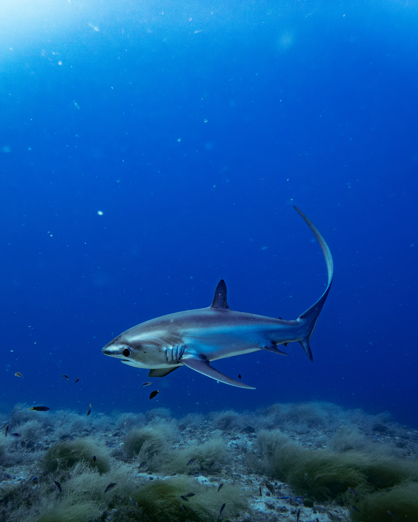 Fox shark