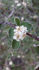 Cotoneaster nummularius