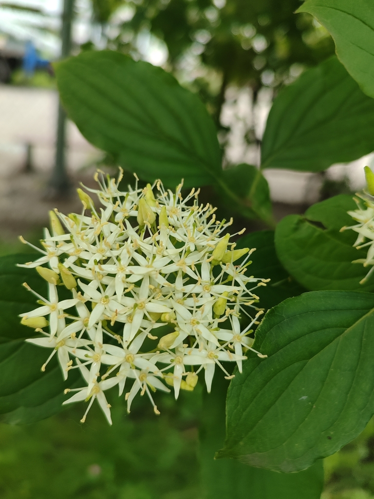 Cornus