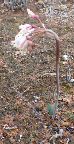 Strumaria truncata