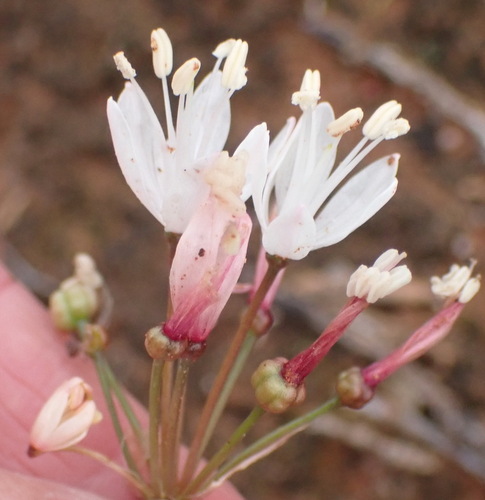 Strumaria truncata