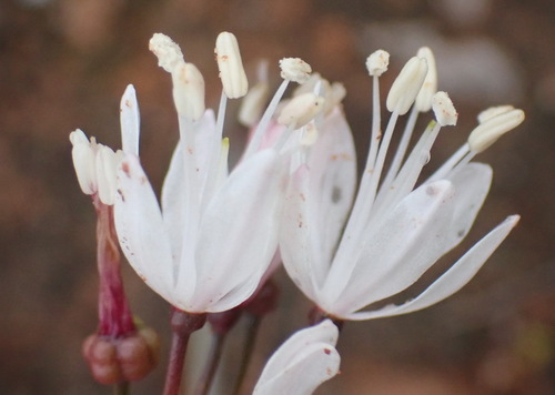Strumaria truncata