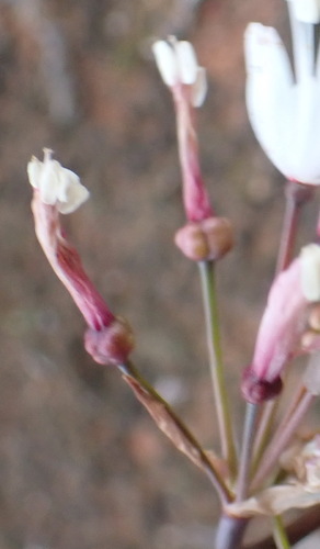 Strumaria truncata