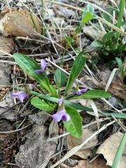 Viola gmeliniana, photograph Святослав Власенко, CC BY, iNaturalist via GBIF
