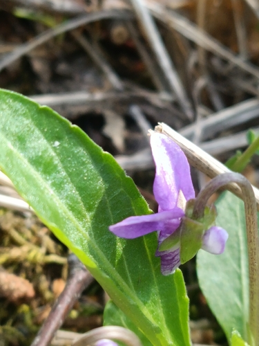 Viola gmeliniana, photograph 5