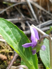 Viola gmeliniana, photograph Святослав Власенко, CC BY, iNaturalist via GBIF
