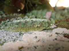 Acanthochitona zelandica