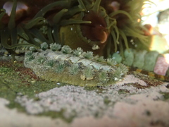 Acanthochitona zelandica