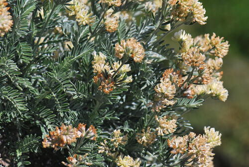 Anthyllis barba-jovis L.