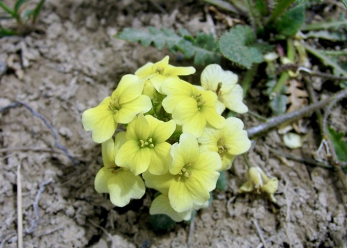 Chorispora macropoda, photograph 6