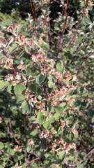 Cotoneaster nummularius