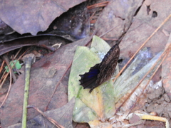 Ptychandra lorquinii