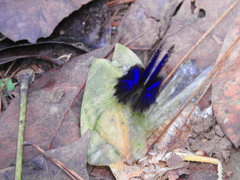 Ptychandra lorquinii