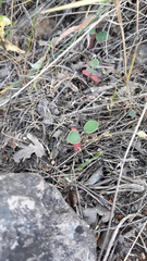 Cotoneaster nummularius