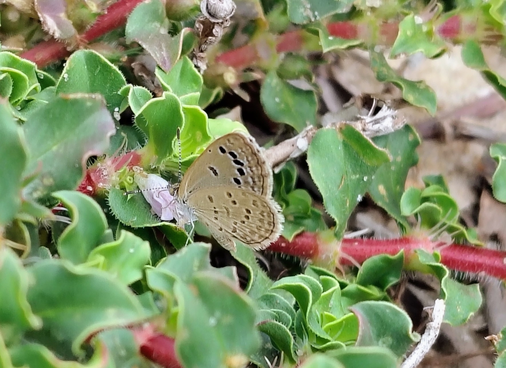 Lesser Grass Blue
