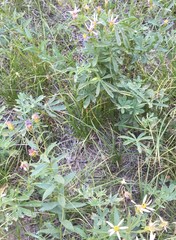 Eucephalus ledophyllus