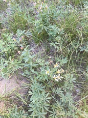 Eucephalus ledophyllus