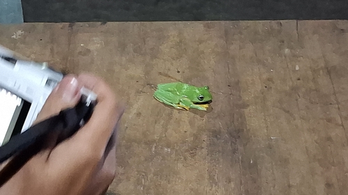 Rhacophorus reinwardtii