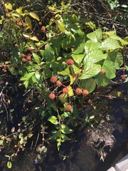 Cephalanthus occidentalis