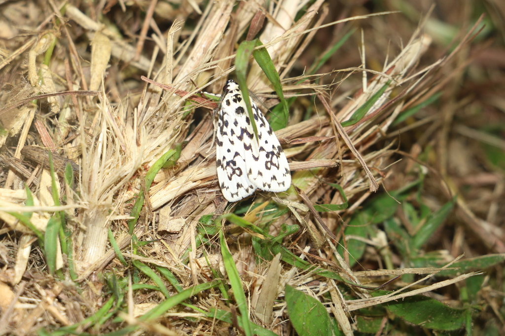 Sommeria sagittata