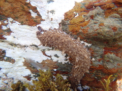 Australostichopus mollis