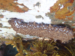 Australostichopus mollis