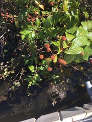 Cephalanthus occidentalis
