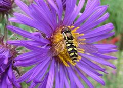 Epistrophella emarginata