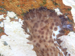 Australostichopus mollis