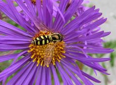 Epistrophella emarginata