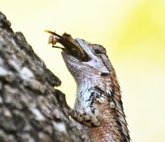 Texas Spiny Lizard photo 2