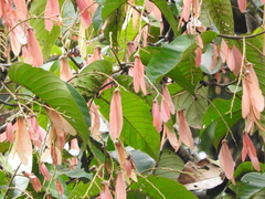 Dipterocarpaceae